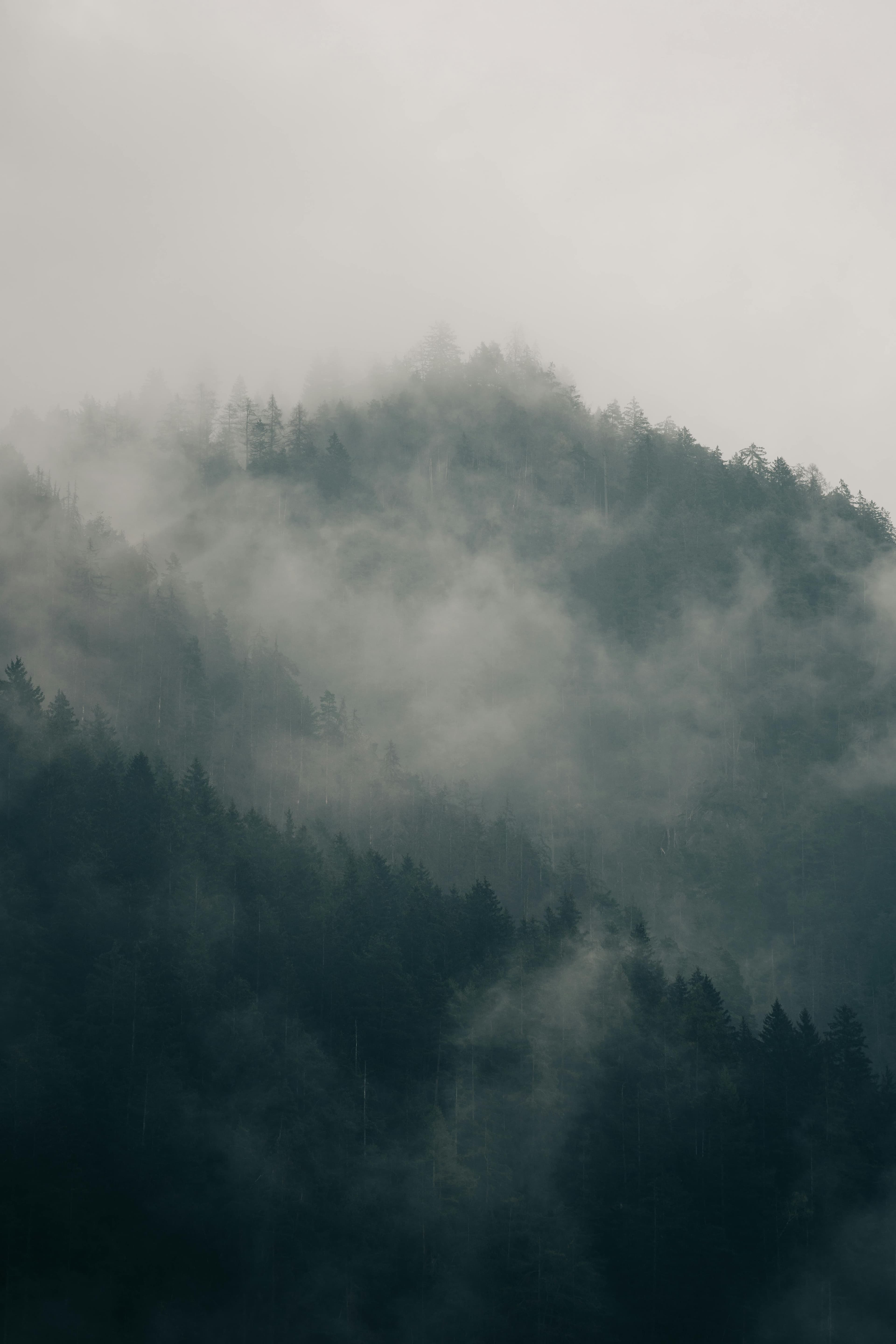 Foggy mountain forest